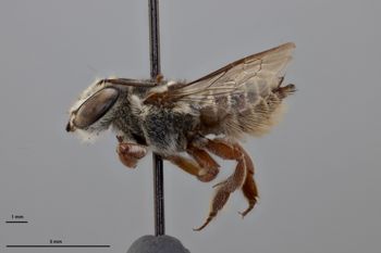 Media type: image;   Entomology 788851 Aspect: habitus lateral view